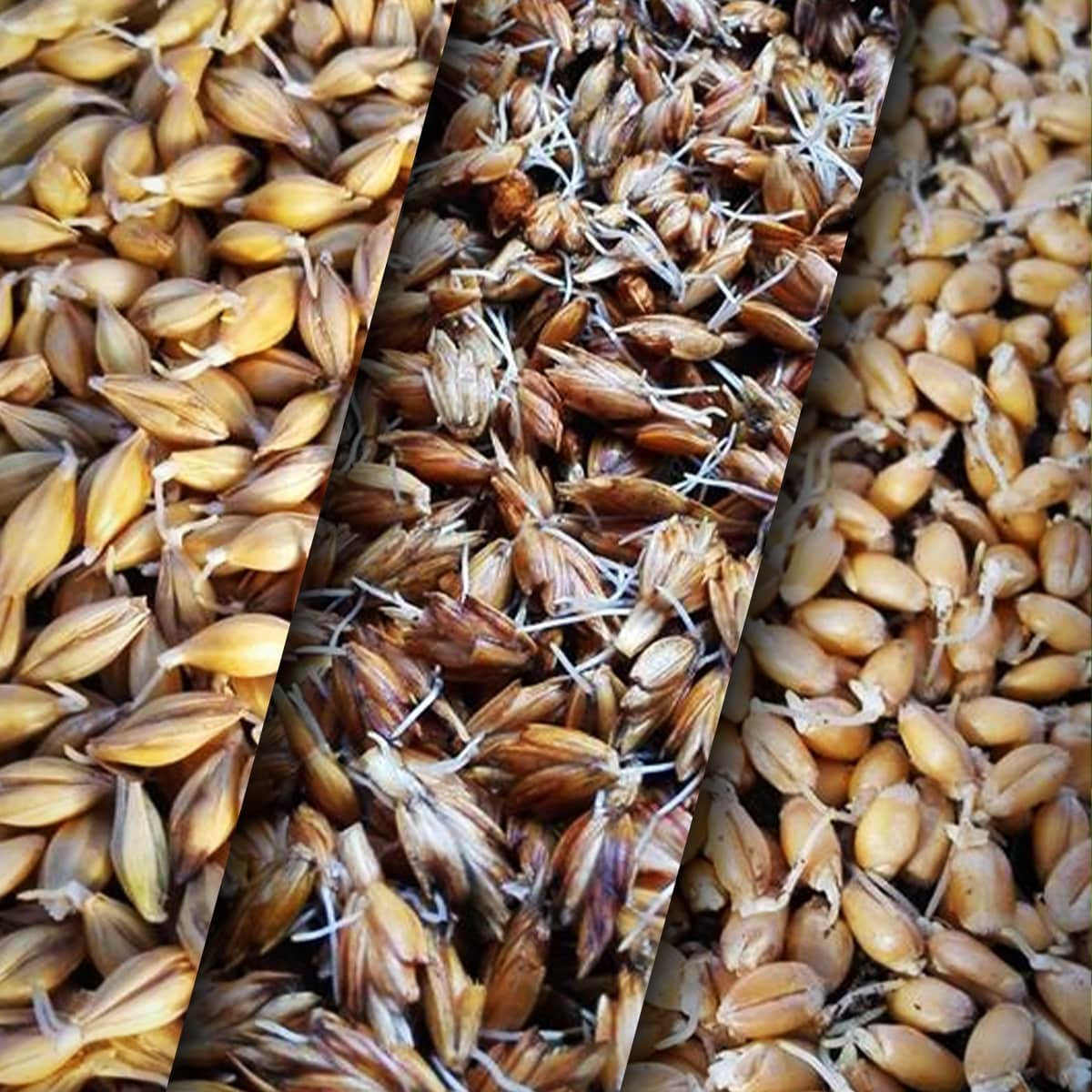 Saatgut Weizen, Dinkel und Gerste zum Eigenanbau