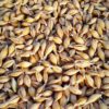 Biologisches Gerstensaatgut für Gerstengras
